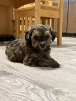 Cockapoo male, a male Cockapoo for sale in Willis, TX – 2 of 5