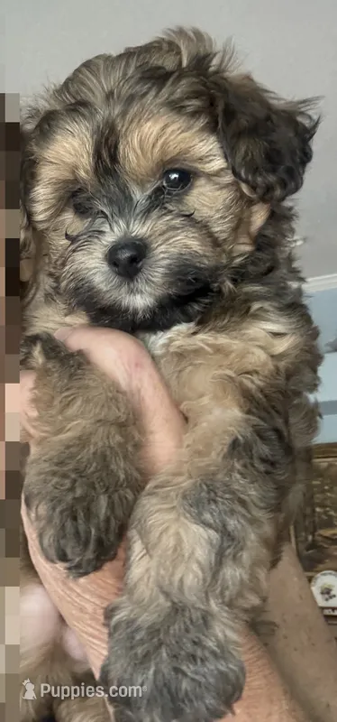 Cockapoo male – Cockapoo puppy for sale in Willis, TX
