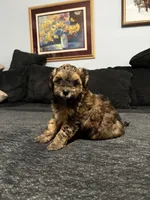Cockapoo male, a male Cockapoo for sale in Willis, TX – 4 of 5