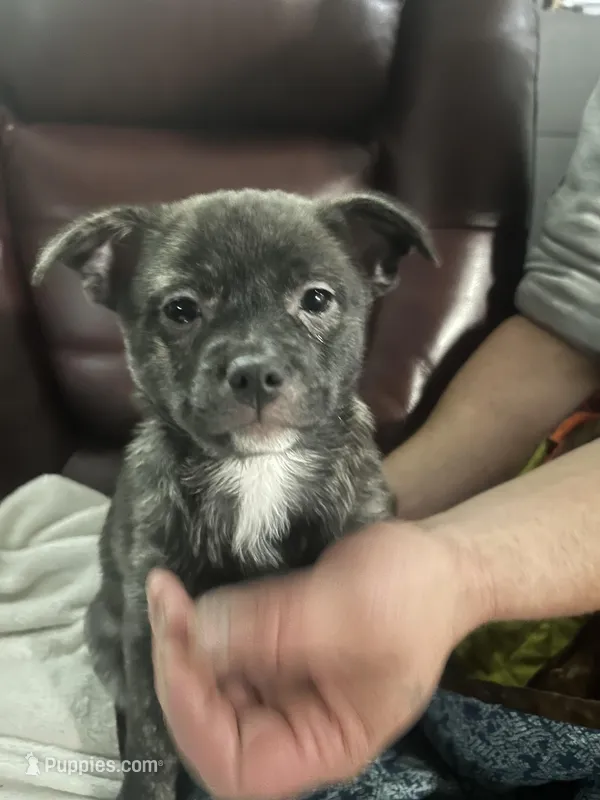 Brenda Brendel – Pomchi puppy for sale in Gresham, OR