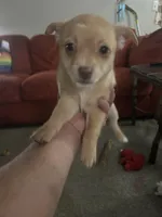 Pumpkin , a male Border Terrier and Pomchi for sale in Gresham, OR – Photo 2 of 3