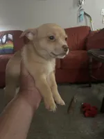 Pumpkin , a male Border Terrier and Pomchi for sale in Gresham, OR – Photo 1 of 3