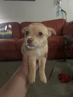 Pumpkin , a male Border Terrier and Pomchi for sale in Gresham, OR – Photo 3 of 3