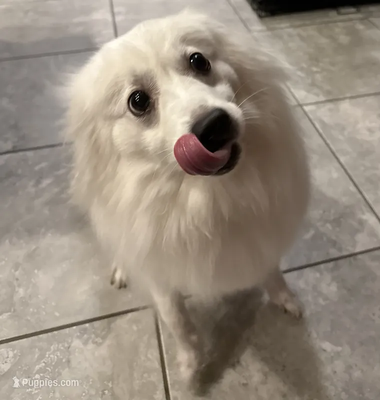 Teddy – American Eskimo puppy for sale in Brandon, FL