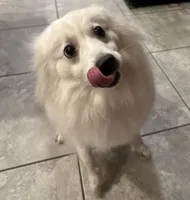 Teddy, a male American Eskimo for sale in Brandon, FL – 1 of 3
