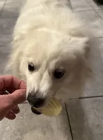 Teddy, a male American Eskimo for sale in Brandon, FL – 2 of 3