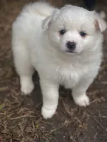 Teddy, a male American Eskimo for sale in Brandon, FL – 3 of 3