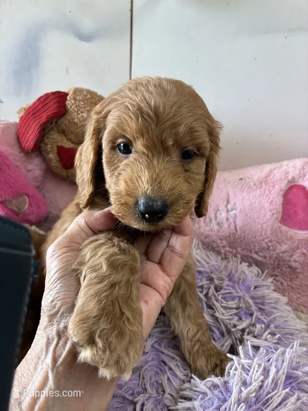 Archie  – Goldendoodle puppy for sale in Concordia, KS