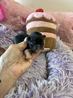 Bella, a female Shihpoo for sale in Concordia, KS – 5 of 10