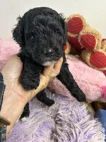 Koko, a male Shihpoo for sale in Concordia, KS – 2 of 8