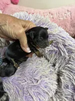 Angel , a female Yorkipoo for sale in Concordia, KS – 3 of 7