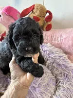 Timmy, a male Shihpoo for sale in Concordia, KS – 4 of 6