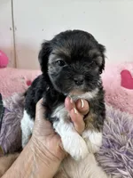 Candy , a female Shihpoo for sale in Concordia, KS – 2 of 6