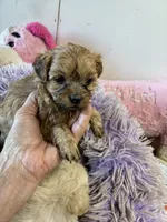 Marcy, a female Shihpoo for sale in Concordia, KS – 4 of 5