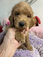 Ozzie , a male Goldendoodle for sale in Concordia, KS – 3 of 5