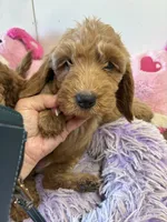 Pumpkin , a female Goldendoodle for sale in Concordia, KS – 2 of 4