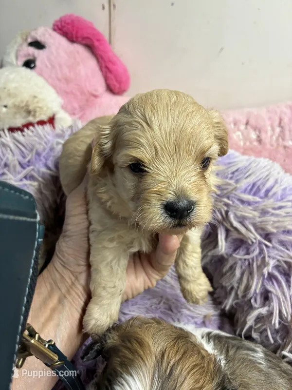 Benjy – Shihpoo, Shorkie puppy for sale in Concordia, KS