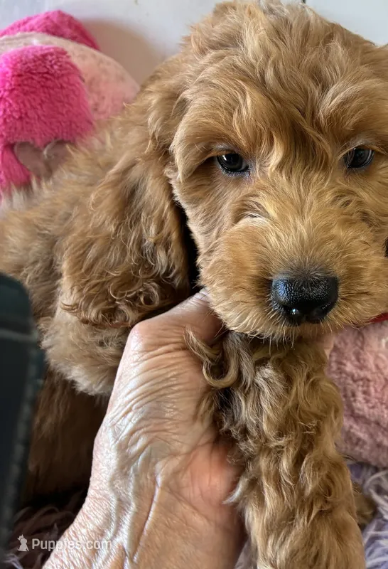 Archie – Goldendoodle puppy for sale in Concordia, KS