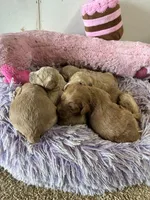 Pumpkin , a female Goldendoodle for sale in Concordia, KS – 4 of 4