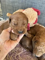 Colby, a male Goldendoodle for sale in Concordia, KS – 4 of 7