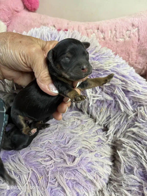Angel  – Yorkipoo puppy for sale in Concordia, KS
