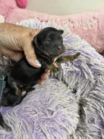 Angel , a female Yorkipoo for sale in Concordia, KS – 1 of 7