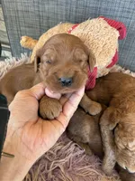 Colby, a male Goldendoodle for sale in Concordia, KS – 1 of 7
