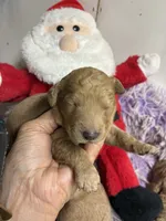 Christmas Dolly, a female Goldendoodle for sale in Concordia, KS – 2 of 5