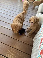 Sweet Summer , a female Goldendoodle for sale in Concordia, KS – 5 of 5