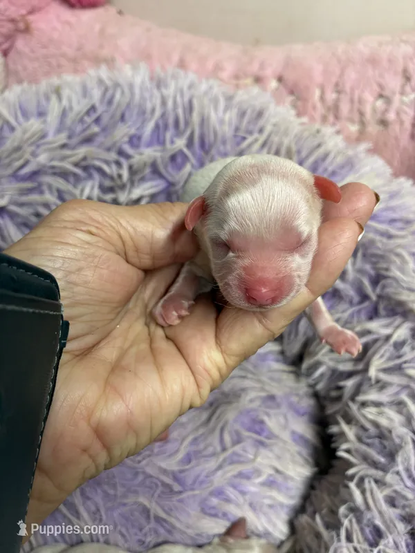 Snowball  – Peekapoo puppy for sale in Concordia, KS