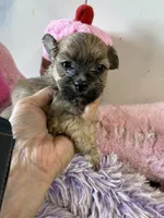 Sweet Pea, a female Shihpoo for sale in Concordia, KS – 5 of 7
