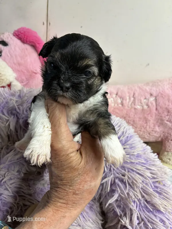 Lilly  – Shihpoo puppy for sale in Concordia, KS