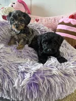 Bella, a female Yorkipoo for sale in Concordia, KS – 8 of 8