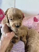 Maverick , a male Goldendoodle for sale in Concordia, KS – 4 of 6