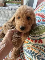 Precious Paris, a female Goldendoodle for sale in Concordia, KS – 2 of 4