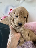 Violet , a female Goldendoodle for sale in Concordia, KS – 1 of 4