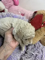 Benjy, a male Shihpoo for sale in Concordia, KS – 6 of 8