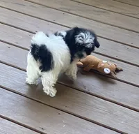Roxy, a female Shihpoo for sale in Concordia, KS – Photo 6 of 7