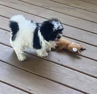 Roxy, a female Shihpoo for sale in Concordia, KS – Photo 7 of 7