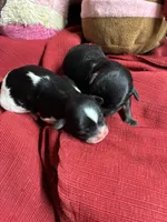 Roxy, a female Shihpoo for sale in Concordia, KS – Photo 3 of 7