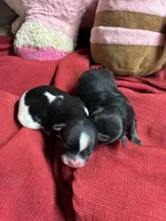 Roxy, a female Shihpoo for sale in Concordia, KS – Photo 2 of 7