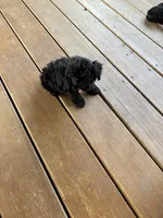 Bella, a female Yorkipoo for sale in Concordia, KS – 2 of 6