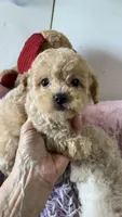Nemo, a male Poodle - Toy  for sale in Concordia, KS – 2 of 4
