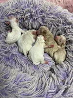 Pepe, a male Peekapoo for sale in Concordia, KS – 3 of 4