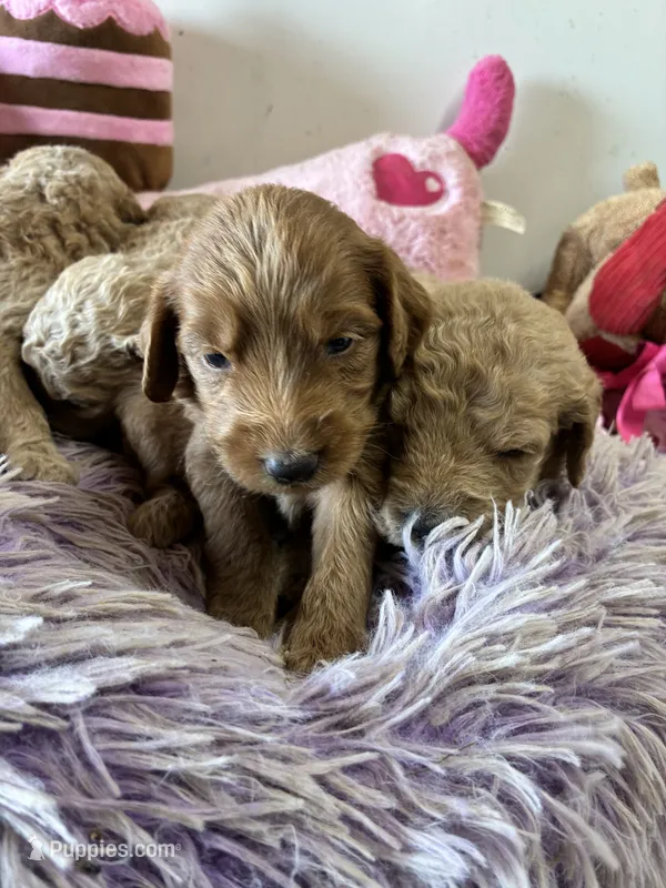 Skittles – Goldendoodle puppy for sale in Concordia, KS