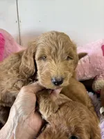 Beau , a male Goldendoodle for sale in Concordia, KS – 4 of 4