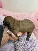 Muffin , a female Shihpoo for sale in Concordia, KS – 2 of 6
