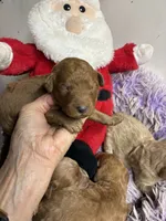 Christmas Joey, a male Goldendoodle for sale in Concordia, KS – 6 of 7
