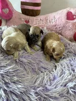 Sweet Pea, a female Shihpoo for sale in Concordia, KS – 4 of 7