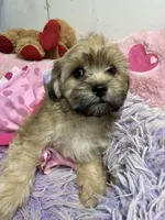 Sophie , a female Shihpoo for sale in Concordia, KS – 3 of 7